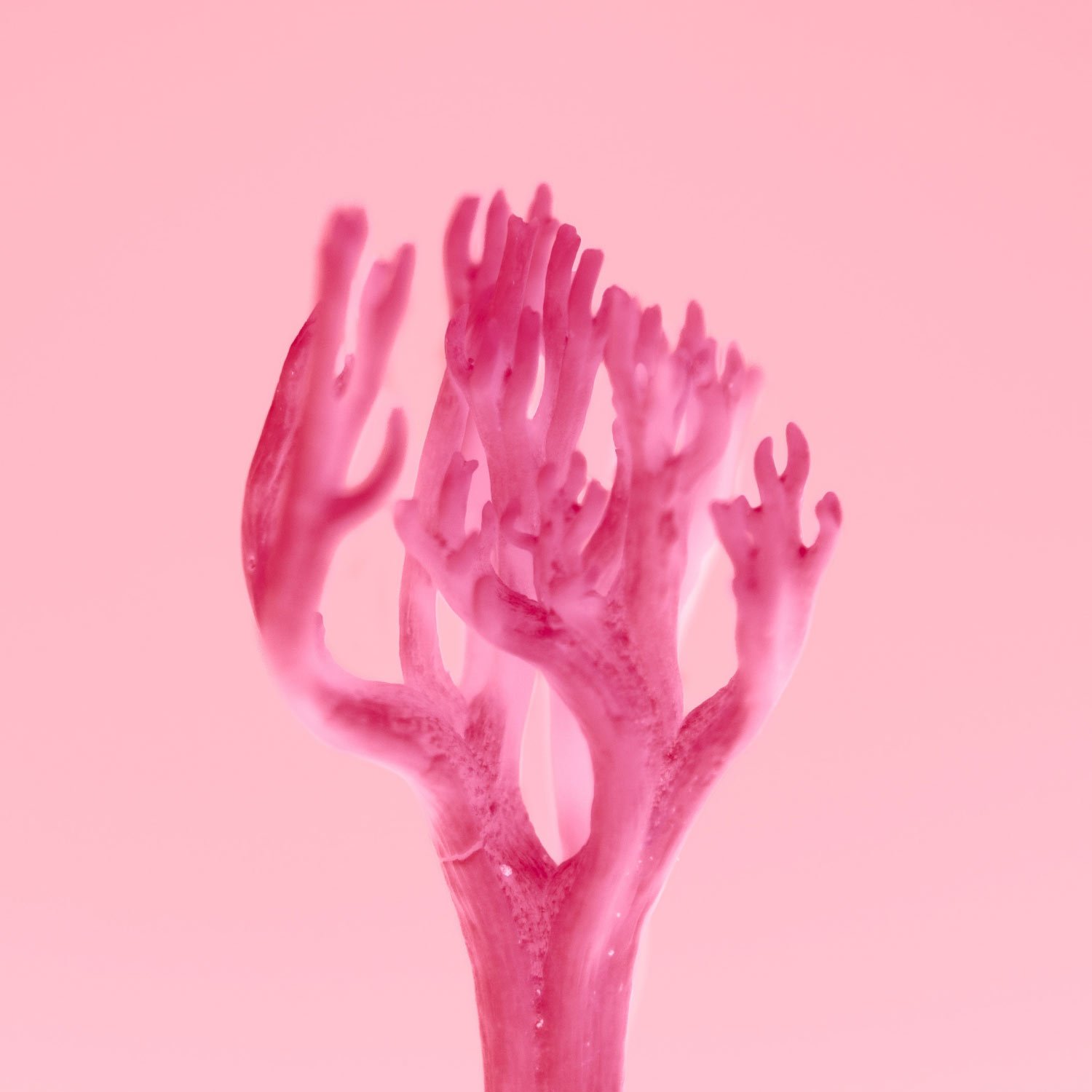 Neon Nature